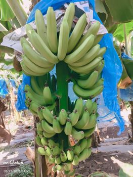 G9 Cavendish Banana from Ausphire Service G9 Cavendish Banana - Ausphire Service - India
