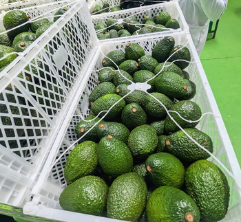 CONSISTENT SUPPLY FRESH HEALTHY AVOCADOS,EXCEPTIONAL FRESHNESS, EXCELLENT TASTE FRESH AVOCADOS SALE - Sosa Merchant Solutions - Austria