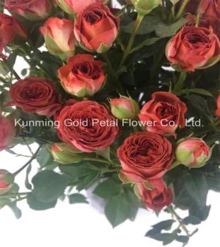 Fresh Cut Flower Rose Chocolates Rose for Best Decoration - Kunming Gold Petal Co., Ltd. - China