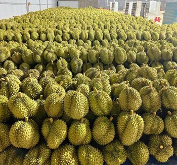 Vietnam Fresh Durian Supplier Monthong & Ri6 Premium Export Grade A B - TUAN TU VIETNAM CO., LTD - Vietnam