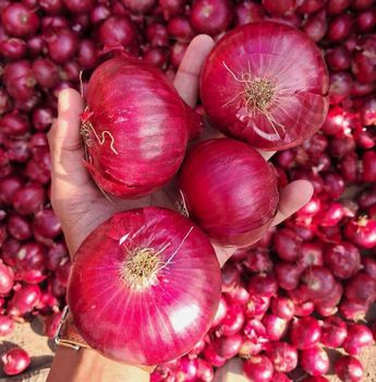 Red onion - Vasudev organic  - India