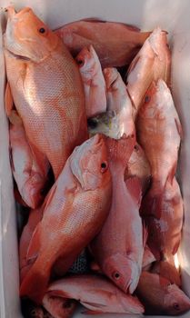 Red snapper from PT EDBERT AGRO EXPORT Red snapper – product photo, Frozen Red Snapper products found from trusted suppliers, wholesalers, manufacturers & exporters Listing