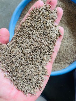 Cumin Seed Seed Size Big Seeds Purity 97%, 98%, 99%, 99.50% Cleaning Method Machine Cleaned Without Dust And Stone Quality Standard Europe Quality, Ipm Quality, Singapore Quality, Usa - Hari Udaan Export - India