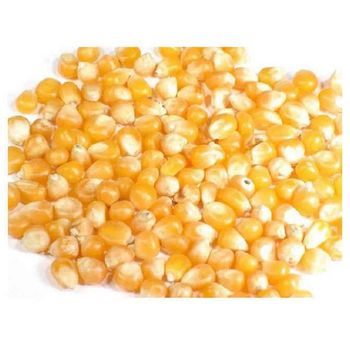 Wholesale Price Non-Glutinous Popcorn Corn Seeds / 100% Natural Quality Corn Seeds For Poultry - GOLDEN STAR BV - South Africa