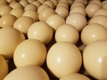 Fresh Ostrich Eggs Natural Clean Packed Bulk Supplier Organic Fertile Export Premium Farm Quality Grade Edible Exotic Hatch - VERTEX TRADING LIMITED - United Kingdom