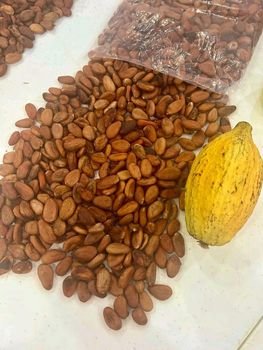Sun Dried Cocoa Beans Whassapp +237671503419 from BioTech Trading LTD Sun Dried Cocoa Beans Whassapp +237671503419 - BioTech Trading LTD - Cameroon