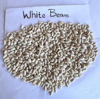 WHITE BEAN, ITALIAN WHITE BEANS, CREAMY CANNELLINI BEANS, WHITE ITALIAN GAINT BEANS - ABS Commercial  - South Africa