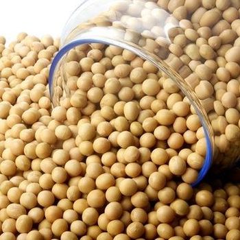 Wholesale Quality High Grade Non Gmo Organic Yellow Soybeans Delicious Soybeans Sale by Bulk Supplier from SAEBYGARD AVLSGARD A/S Wholesale Quality High Grade Non Gmo Organic Yellow Soybeans Delicious Soybeans Sale by Bulk Supplier - SAEBYGARD AVLSGARD A/S - Denmark