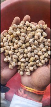 Premium Quality Kabuli Chickpeas / White Chickpeas – Whole, Polished & Natural – All Sizes & Counts – Indian Export for Global Buyers - Aayza Export Corporation - India