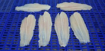 Frozen Pangasius Fillet, fully trimmed Size after glazing + Size: 170-200 (4-5 pcs/bag) and 220-400 (2-4 pcs/bag) Packing: IQF, 900 grs/plain bag with rider, 9 kg carton 70% NET 30% GLAZE - AQUA MATRIX - Vietnam