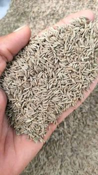 Indian Cumin Spices - BF GLOBAL TRADING (PTY) LTD - South Africa