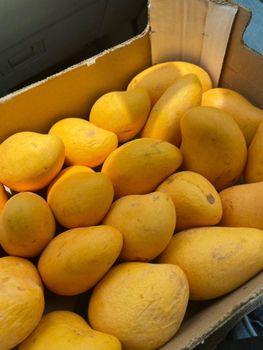 Natural Fresh Mango With Delicious Flavor Tender Flesh And Refreshing Taste Suitable For Retail Display And Fruit from EAST LAND PROPERTIES Natural Fresh Mango With Delicious Flavor Tender Flesh And Refreshing Taste Suitable For Retail Display And Fruit - EAST LAND PROPERTIES - Tanzania