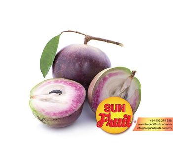 Vietnam Best Price Star Apple Good Price Grade A Style Fresh Color Purple Weight (kg) 0.4 Storage Type Cool Ingredients Star - GLOBAL RETAIL DISTRIBUTION JOINT STOCK COMPANY - Vietnam