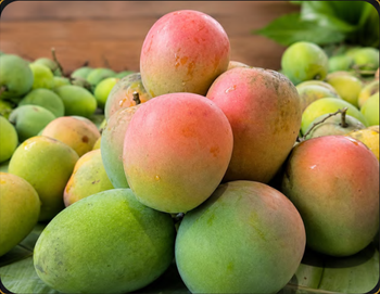 Dermayu Mango Grade A Regular Size - Astara Solari Global - Indonesia