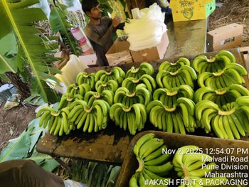 Indian Fresh Cavendish Banana – Premium Export Quality – Green Bananas – 13kg Carton – Bulk Container Supply - Axilion Exim Private Limited - India