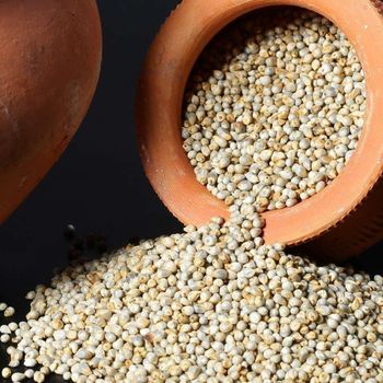 Trusted pearl millet bulk sale premium bajra export ready packaging - HIGHPROFILE AGRICULTURE SERVICES LIMITED - Tanzania