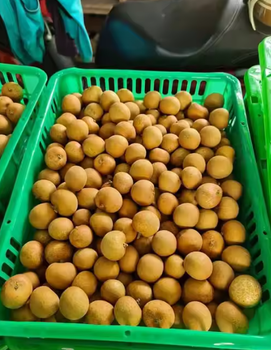 Longan - CV KARYA MEGA REZKY - Indonesia