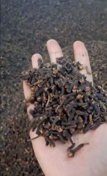 Clove Lalpari - Prime Jaya Commodities - Indonesia
