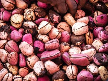 Fresh Kola Nuts Whole Seeds Natural Bitter Taste Rich Caffeine Content Ideal For Traditional Chewing Herbal Drinks And Food Industry Use Buy Now Fast Delivery Premium Quality Wholesale - wood traders - Poland