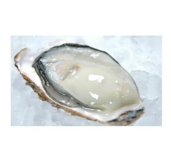 Wholesale Other Shellfish Meat Price Protein Boiled Meat Buy Frozen Oysters For Cooking - Yamanaka. Inc - Japan