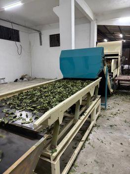 Turkish Dried Bay Leaves (Laurus nobilis L.) — Semi Select & FAQ Pressed Bale - ORGANICURE Agriculture & Forest Products JSC - Turkey
