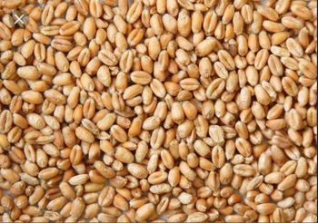 Wheat grain from i9enterprises Wheat grain - i9enterprises - Tanzania
