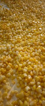 canned sweet corn Net Weight 2500g Dried Weight 1500g Sugar Addition - ZhangZhou BeiJiaChen Import and Export Co.,Ltd - China