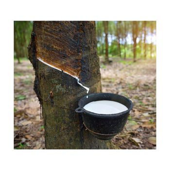 Eco-Friendly Natural Rubber Latex, Sourced Sustainably for a Range of Applications from Manufacturing to Personal Care. - GOLDEN STAR BV - South Africa