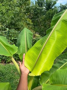 Banana leaves from Shaikh traders Banana leaves - Shaikh traders - India
