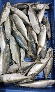 mackerel - amigoseafood co - India
