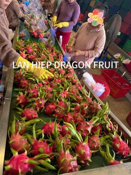 DRAGON FRUIT Việt Nam Features No Preservatives Fruit Type Other, Raspberry - LAN HIEP DRAGON FRUIT - Vietnam