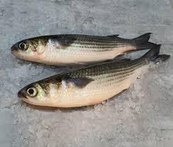 Frozen Grey Mullet – Premium Quality Whole Fish / Fillets Grade A Type Seafood Texture Firm Flavor Profile Mild Size Range 300g – 2kg+ - TRADE NEPAL LLC - United States