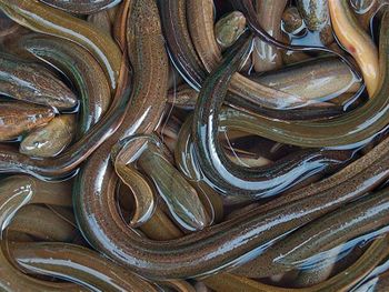 Eel Fish Supply Capacity 1000 Ton Per - Sauda live food company limited - Bangladesh