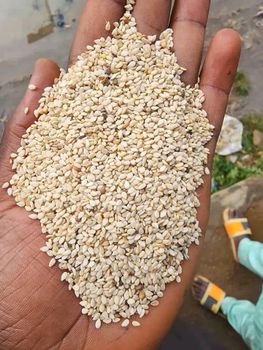 Grade A premium sesame seeds – product photo, Mixed Sesame Seeds products found from trusted suppliers, wholesalers, manufacturers & exporters Listing