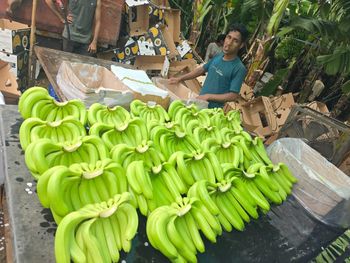 Banana Origin India Variety G9 - MK9 Export N Import  - India