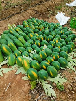 PAPAYA Origin India Quality Grade USDA Choice, Usda Choice - JAI MAHADEV FRUIT COMPANY - India