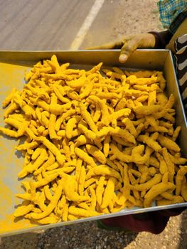 Dried Turmeric from Royale Heritage Enterprises Dried Turmeric - Royale Heritage Enterprises - India