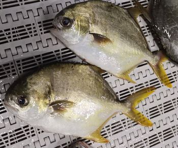 Golden Pompano Frozen Form Iqf Packaging 10 kgs/ctn Place of Origin China Net Weight Percentage 65%nw, 80%nw Glaze Percentage 20%glaze, 35%glaze - Liu Exim Limited - China
