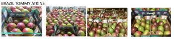 Mango Packaging 4KG Box Delivery Speed Quick And Efficient Delivery Coverage Throughout Europe Service Flexibility Flexible Service - Hars & Hagebauer B. V. - Germany