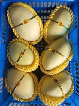 Fresh Mango Flavor Sweet With Light Tartness Texture Fresh, Dried, Smooth, Firm, Soft Form Fresh, Dried, Pulp, Jam, Juice, Paste, Puree, - VINAFACTORY EXPORT CO., LTD - Vietnam