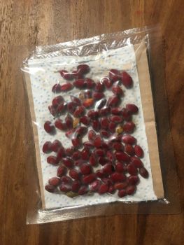 Ipadu Coca Seeds - Erythroxylum Ipadu Coca Seeds - Erythroxylum Ipadu Seeds for Sale – Organic Amazonian Coca Seeds Legally Available - Bartels-Langness Handelsgesellschaft mbH & Co. KG - Germany
