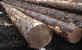 TAEDA AND ELIOTIS PINE Standard Length 5.9 M Species Taeda And Eliotis Minimum Trial Volume 450m³ Max. Moisture (%) FRESH CUT - BPW TIMBER LTD - Cameroon