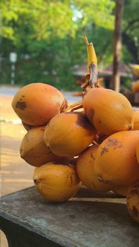 King coco - Ms - Sri Lanka