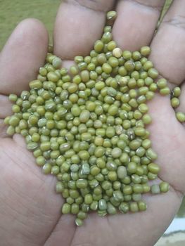 Green Mung Beans - Eliana import export - Ethiopia