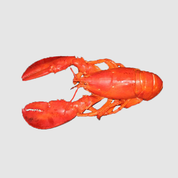 Premium Grade Frozen Lobster cheap price/ Frozen Lobster Tails for sale / Fresh Live Lobsters Express Delivery -  CALIPSO POLSKA SP Z OO  - Poland
