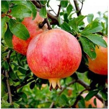 Pomegranate fresh - Ramz Co - Jordan