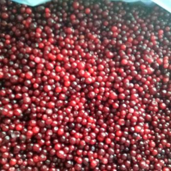 Frozen style Chinese fresh lingonberry Shape WHOLE Style FROZEN Packaging Bulk Brand Name OEM Weight (kg) 10 Color Natural - Qingdao Sunnywell Imp & Exp Co., Ltd. - China