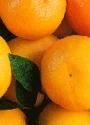 Oranges (Nagpur, Kinnow) Texture Juicy Juice Content High Packaging 25kg-50kg Skin Thickness Thin Color Bright Orange Taste Profile Tangy-sweet - Jaishnavi Exports - India