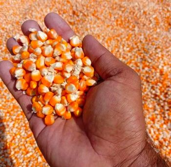 Pure Organic Clean Dried Yellow Corn / Dried Yellow Maize | Bulk dried white corn and yellow corn Available from PEACE PRODUCTS LIMITED Pure Organic Clean Dried Yellow Corn / Dried Yellow Maize | Bulk dried white corn and yellow corn Available - PEACE PRODUCTS LIMITED - United Kingdom