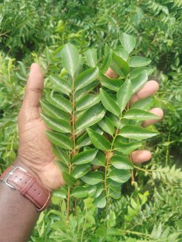 Fresh curry leaves from Siva Agro Goods Fresh curry leaves - Siva Agro Goods - India